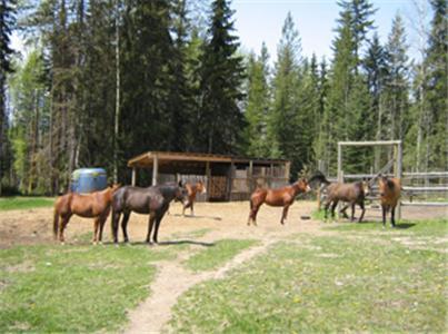 Bear Corner Adventures Bed & Bale Hotel Golden Esterno foto